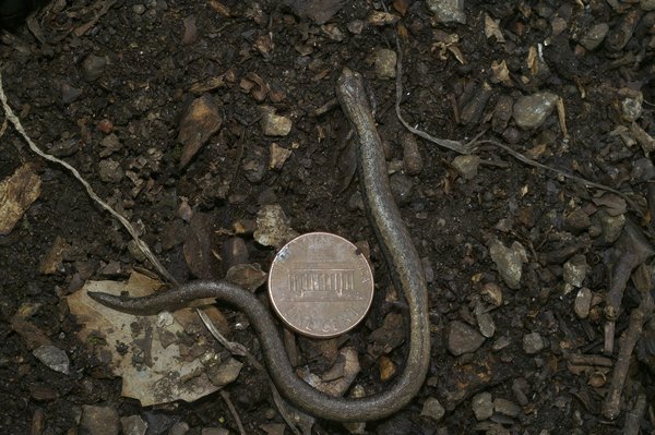 Quels sont les avantages de l'impression 3D SLA par rapport à l'impression 3D FDM pour les prototypes industriels?